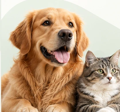 Dog and cat