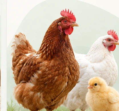 Chickens